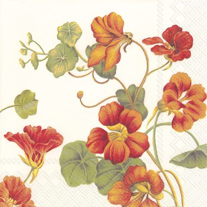 NASTURTIUM Cream – Cocktail Napkins